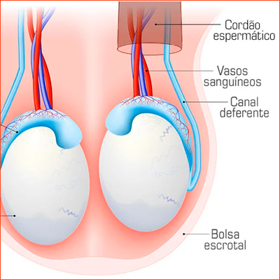 BOLSA ESCROTAL