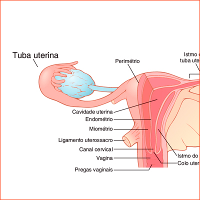 TUBA UTERINA