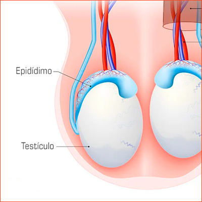 EPIDÍDIMO