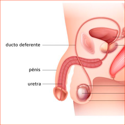 DUCTO DEFERENTE