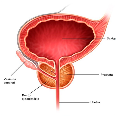URETRA