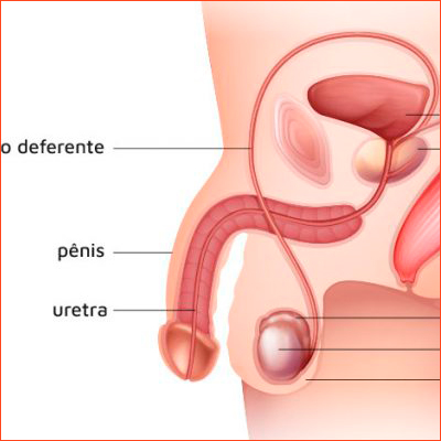 ABERTURA DA URETRA