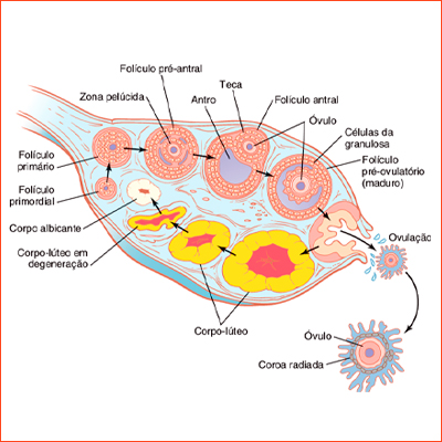 CICLO OVARIANO